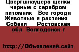 Цвергшнауцера щенки черные с серебром питомник - Все города Животные и растения » Собаки   . Ростовская обл.,Волгодонск г.
